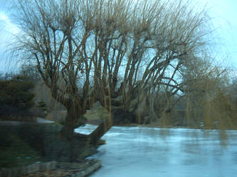 Tree Over Water