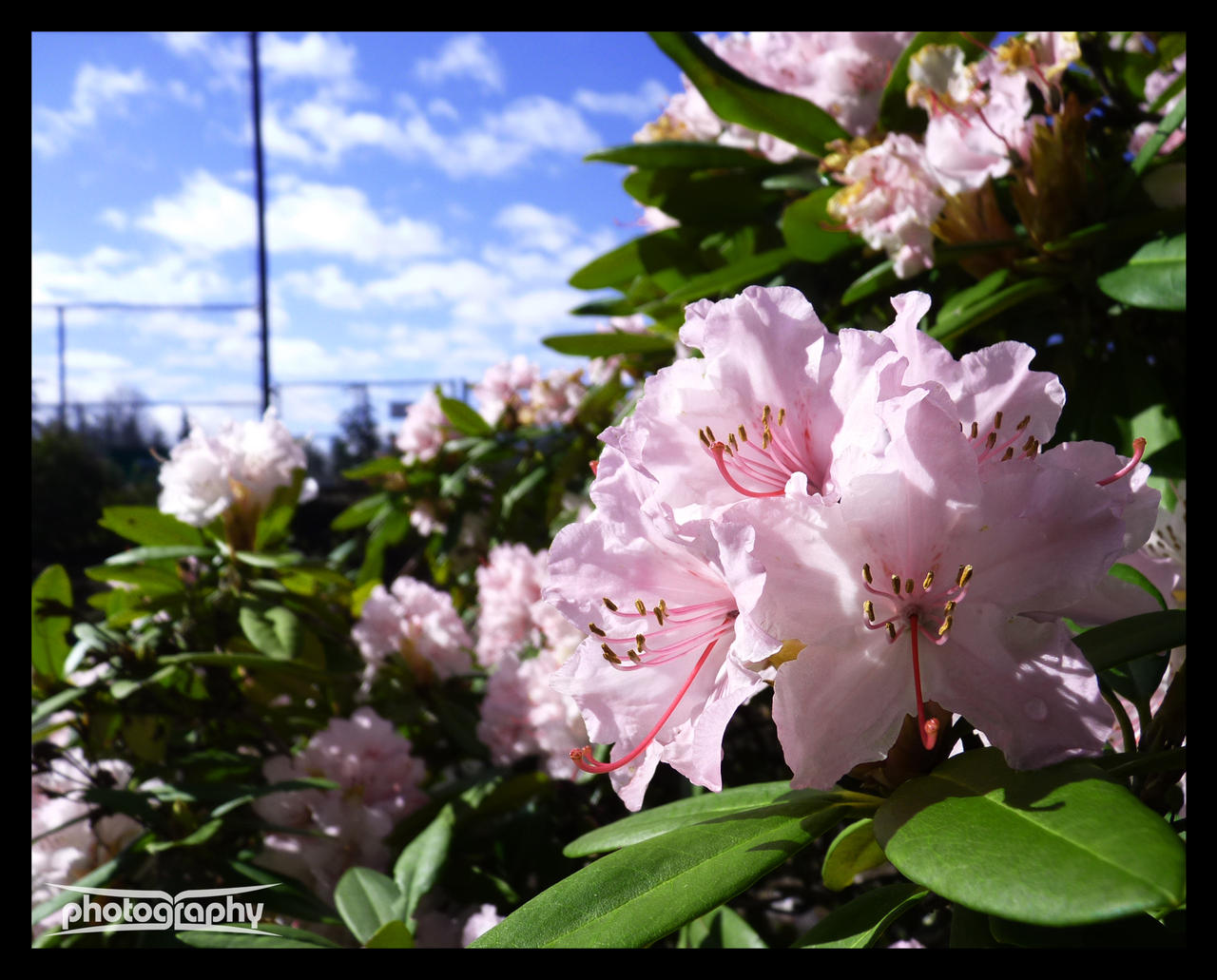 Spring Bloom