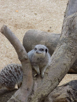 Meerkat