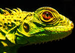 iguana by solscriptura