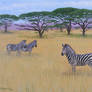 Zebras In Africa 1