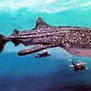 Mother of all whale sharks