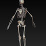 Misc - Human skeleton 2