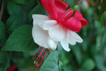 Red and White :: Fuchsia Swingtime