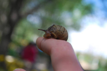 Adorable Little Snail