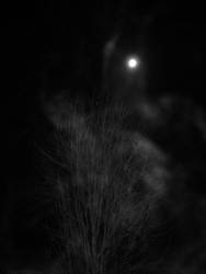 Moonlight Tree
