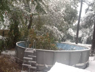 Fallen Tree. Pool. Snow.