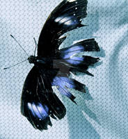 Tattered butterfly