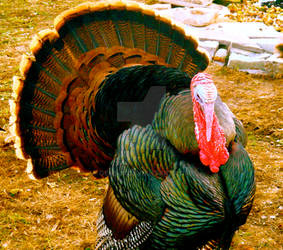 colorful turkey