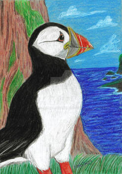 Colored Pencil - Puffin