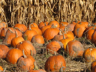 pumpkins