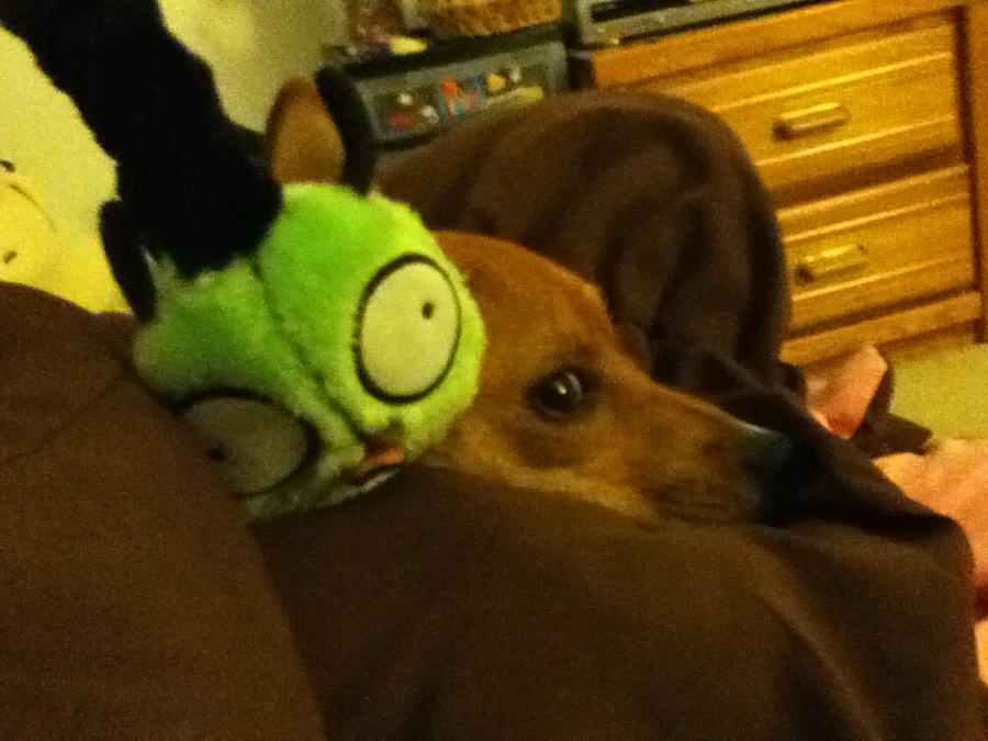 Zoey cosplays as Gir :3