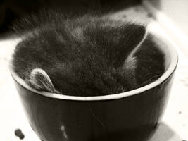 Cup o' Cat