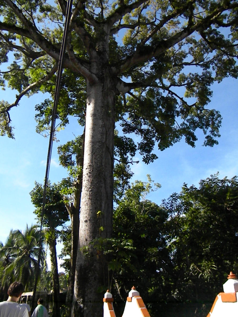 Dubbed: the Toor Tree by AudiVideTace on DeviantArt