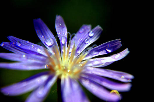 purple flower