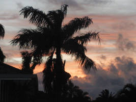 Palm Tree Sunset 1
