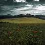 Red poppies under a dark sky