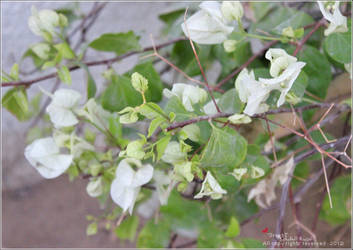 White + Green