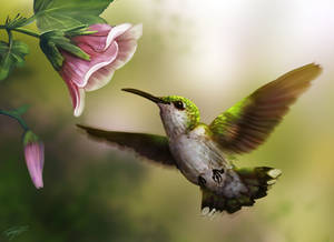 Hummingbird