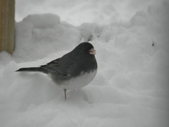 Slate Coloured Junco