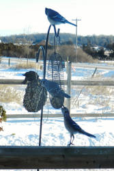 Cute Blue Jay Trio