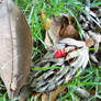 Magnolia seeds