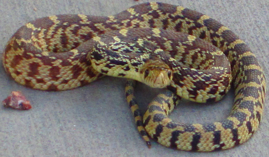 angry snake by izzy-the-hedgehog on DeviantArt