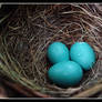 robin eggs
