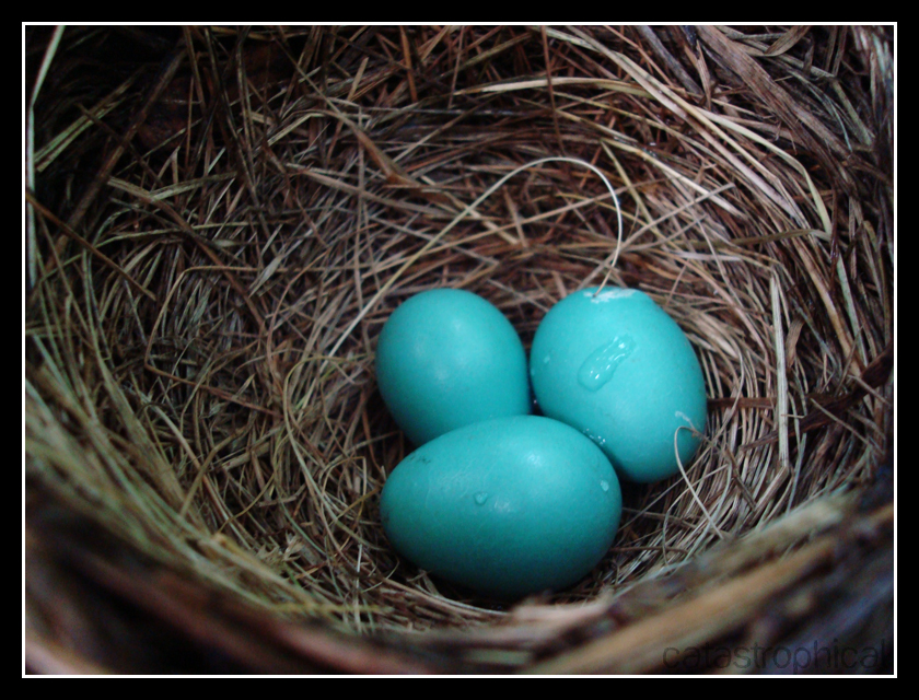 robin eggs