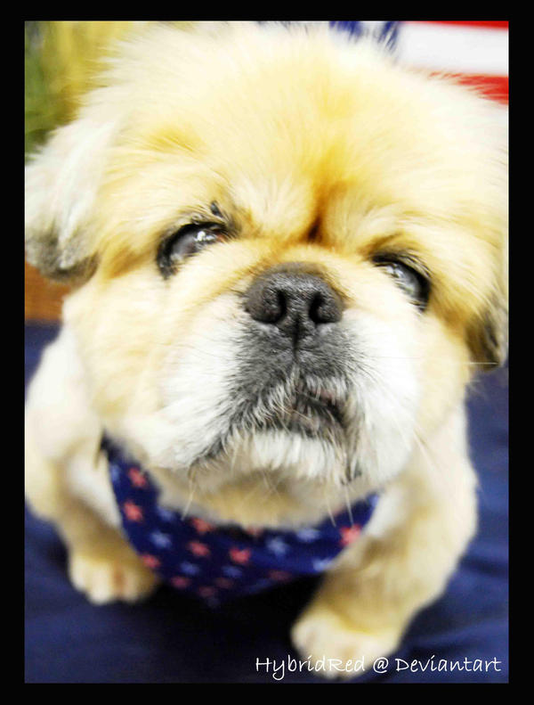 So.ugly.i'm.cute. by HybridRed on DeviantArt