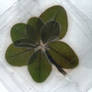 Seven-Leaf Clover