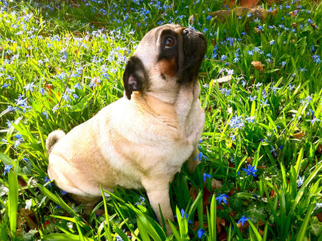 Bluebell Pug