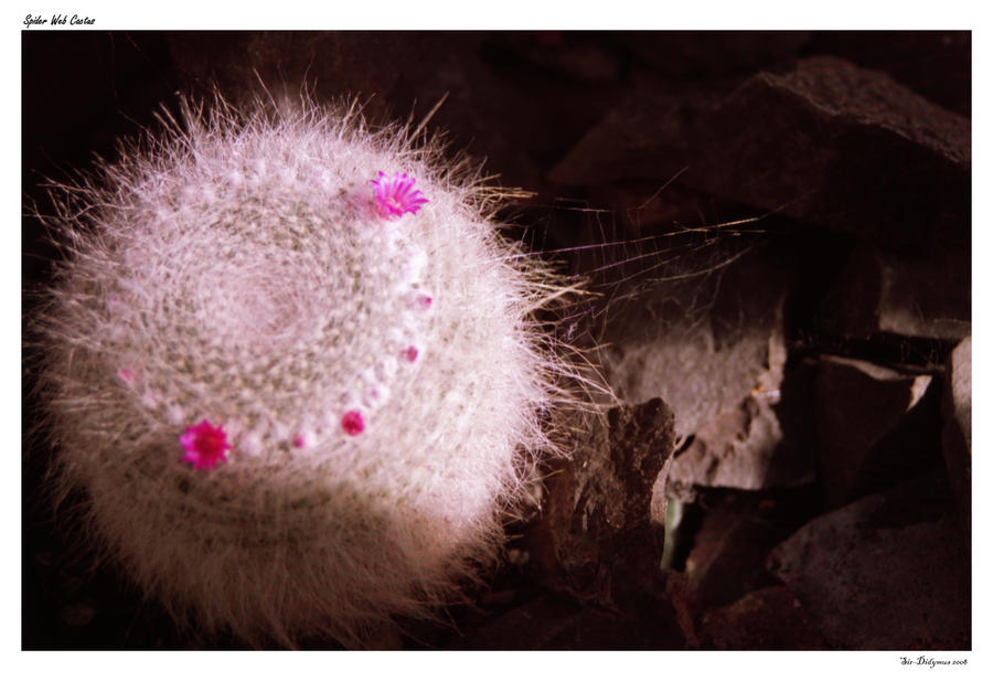 Spider Web Cactus by Sir-Didymus on DeviantArt