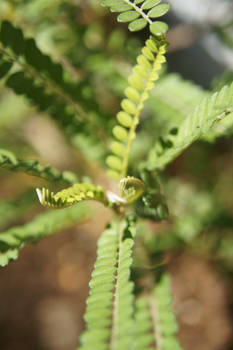 Dwarf Kowhai