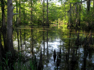 Bayou at Northlake