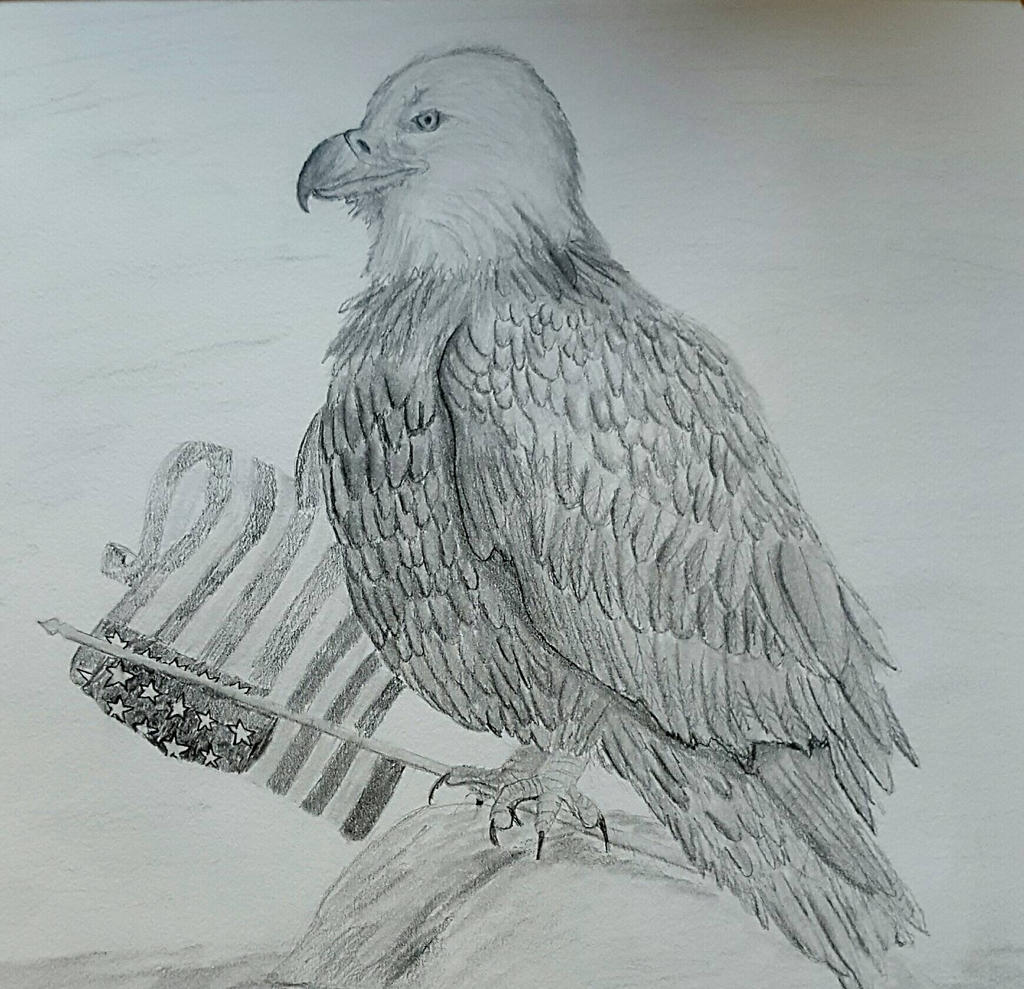 eagle sketch