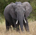 Elephant in Masai by RussellJesson