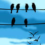 Birds On Wires