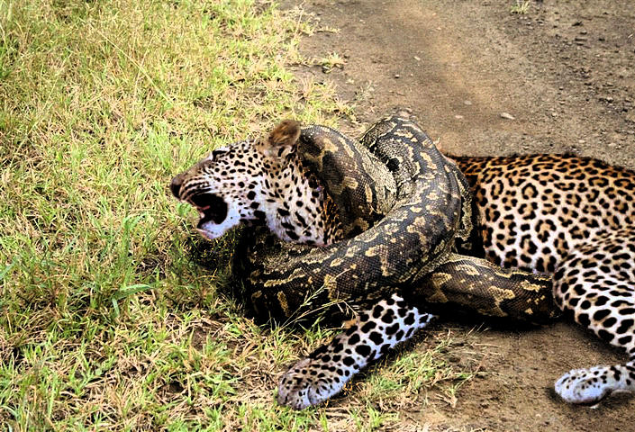 Крокодилы едят змей. Анаконда заглатывает ягуара.