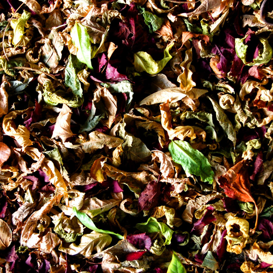 leaves texture