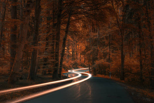 Autumn Road