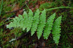 Fern 01 by kerrybush-stock