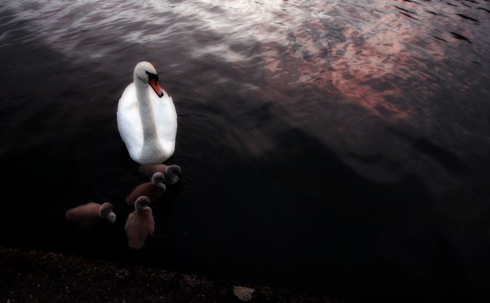 Swan and Young by donncha