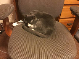 She likes sleeping on my chair