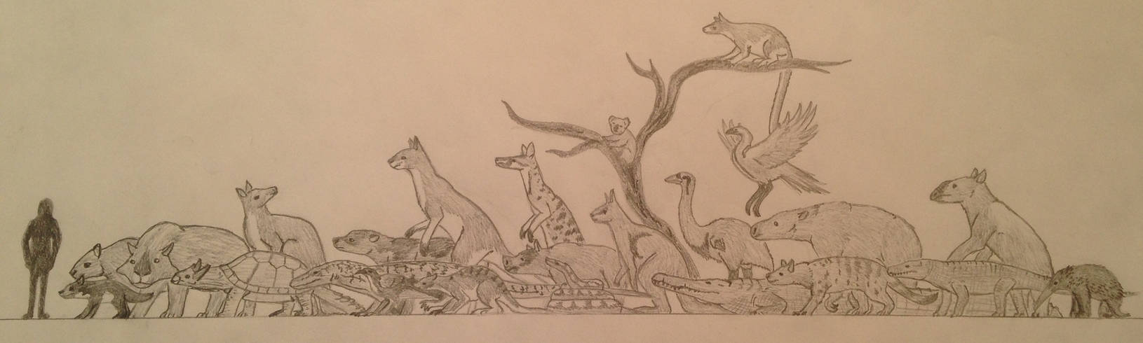Microfauna Drawing Australian Megafauna side by side by ChuditchMammals on DeviantArt