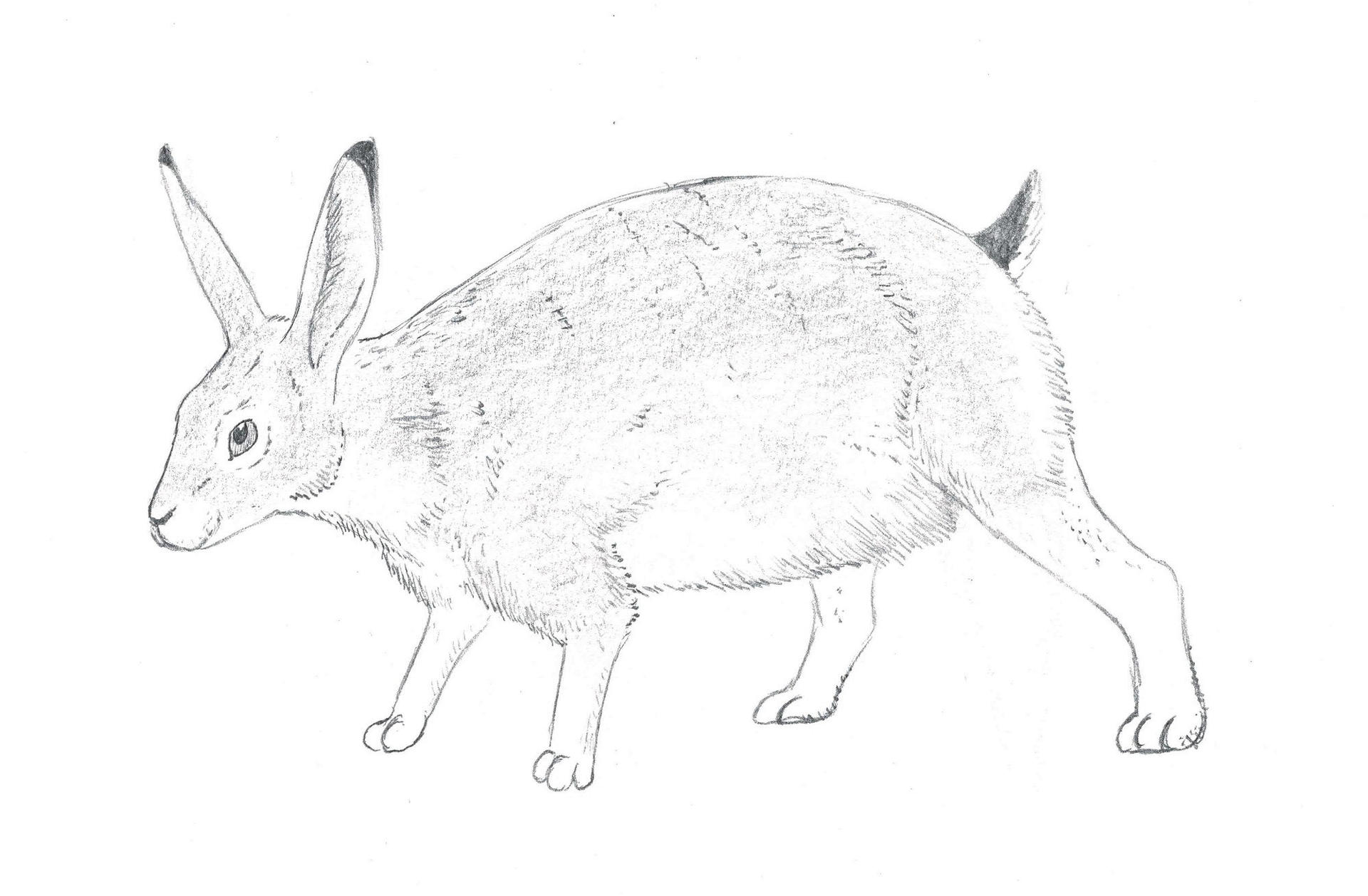 Giant Jackrabbit by ChuditchMammals on DeviantArt
