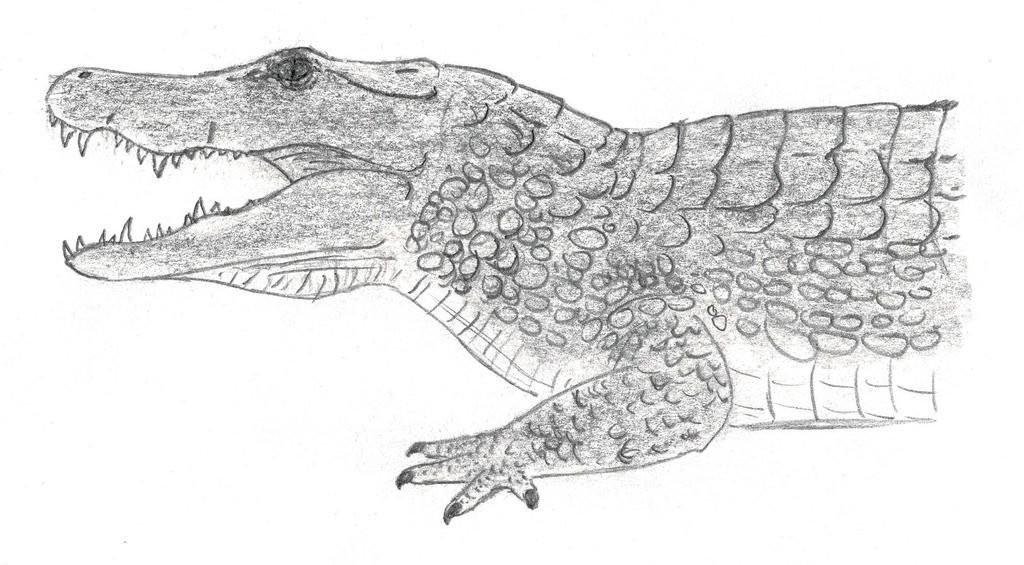 Are There Crocodiles in Tasmania