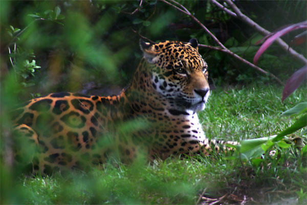 Leopard by SpicerColor on DeviantArt