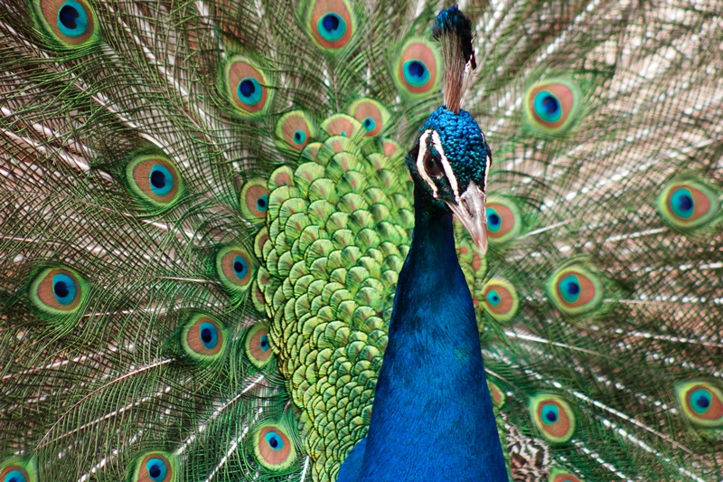 Peacock