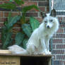 Misty the Marble Fox 2